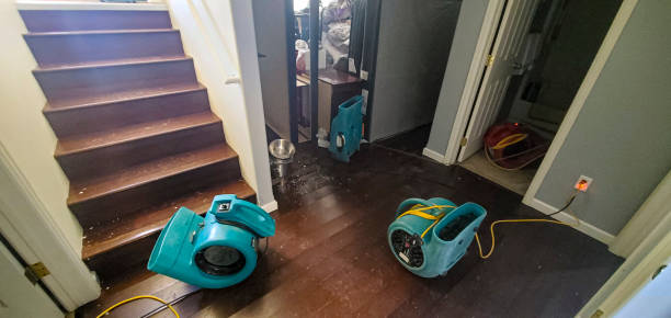 Best Mold removal after water damage  in Mercedes, TX